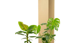 Set van 2 kamerplanten Monstera & Bananenplant