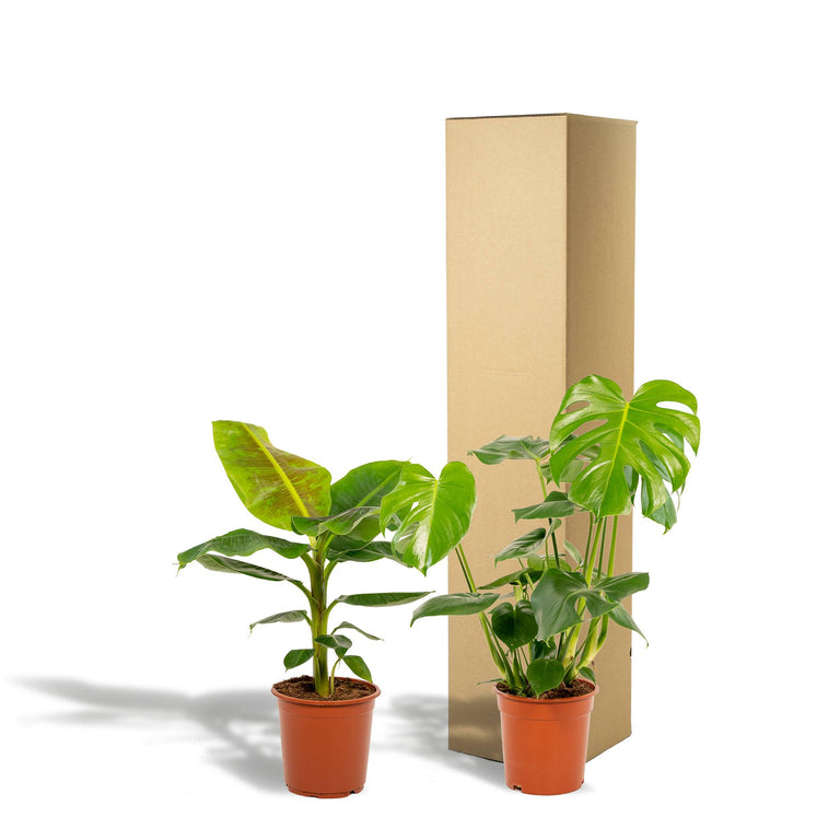 Set van 2 kamerplanten Monstera & Bananenplant