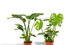 Set van 2 kamerplanten Strelitzia & Monstera
