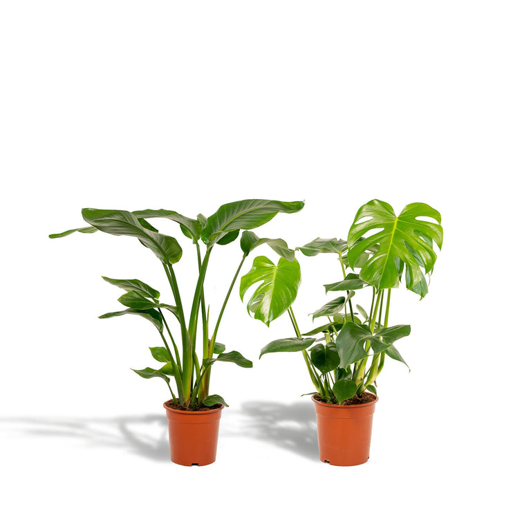 Set van 2 kamerplanten Strelitzia & Monstera