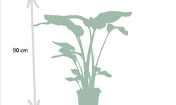 Set van 2 kamerplanten Strelitzia & Monstera