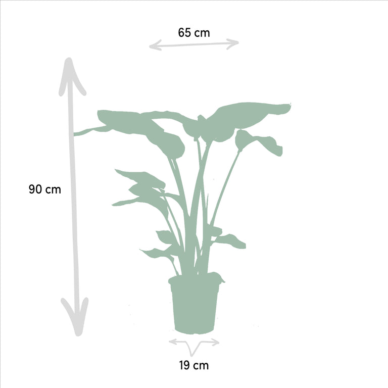 Set van 2 kamerplanten Strelitzia & Monstera