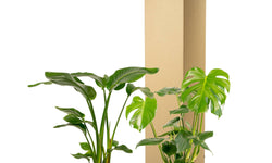 Set van 2 kamerplanten Strelitzia & Monstera