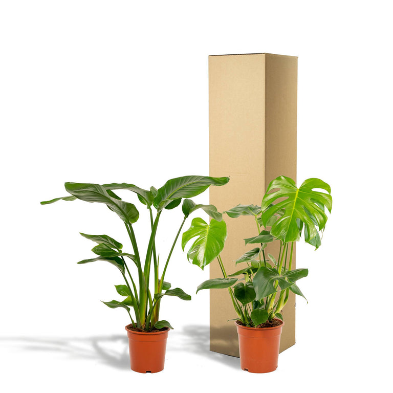 Set van 2 kamerplanten Strelitzia & Monstera