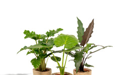 Set van 3 Alocasia's in mand - Low Rider, Macrorrhiza & Lauterbachiana