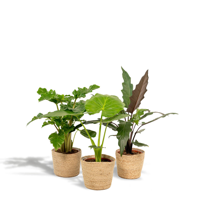 Set van 3 Alocasia's in mand - Low Rider, Macrorrhiza & Lauterbachiana