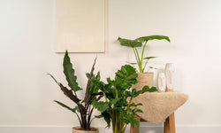 Set van 3 Alocasia's in mand - Low Rider, Macrorrhiza & Lauterbachiana