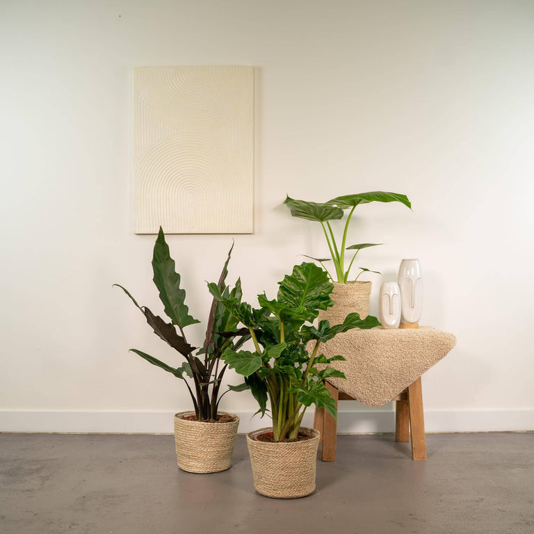 Set van 3 Alocasia's in mand - Low Rider, Macrorrhiza & Lauterbachiana