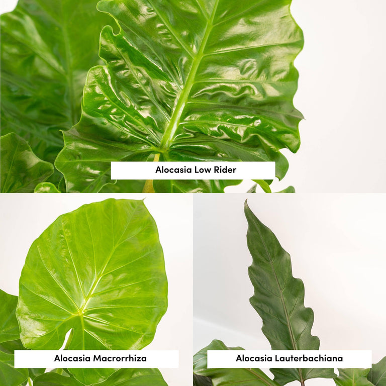 Set van 3 Alocasia's in mand - Low Rider, Macrorrhiza & Lauterbachiana