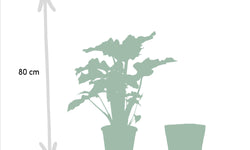 Set van 3 Alocasia's in mand - Low Rider, Macrorrhiza & Lauterbachiana