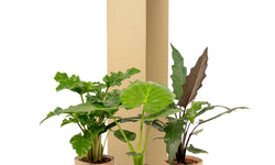 Set van 3 Alocasia's in mand - Low Rider, Macrorrhiza & Lauterbachiana