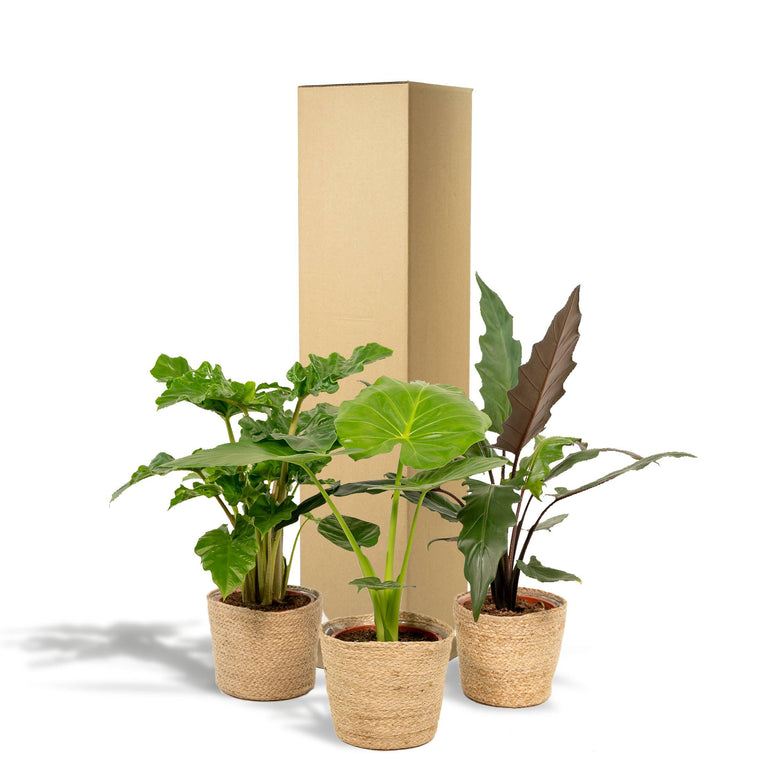 Set van 3 Alocasia's in mand - Low Rider, Macrorrhiza & Lauterbachiana