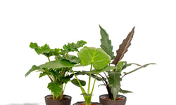 Set van 3 Alocasia's in mand - Low Rider, Macrorrhiza & Lauterbachiana