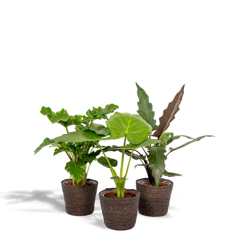 Set van 3 Alocasia's in mand - Low Rider, Macrorrhiza & Lauterbachiana