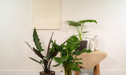 Set van 3 Alocasia's in mand - Low Rider, Macrorrhiza & Lauterbachiana