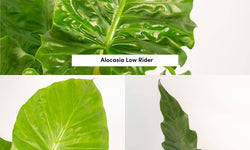 Set van 3 Alocasia's in mand - Low Rider, Macrorrhiza & Lauterbachiana