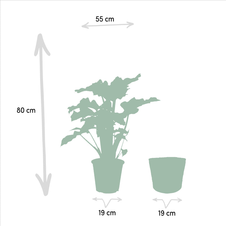Set van 3 Alocasia's in mand - Low Rider, Macrorrhiza & Lauterbachiana