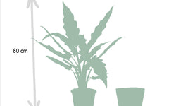 Set van 3 Alocasia's in mand - Low Rider, Macrorrhiza & Lauterbachiana