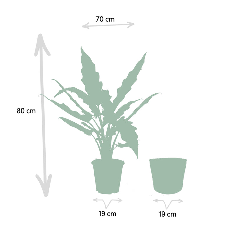 Set van 3 Alocasia's in mand - Low Rider, Macrorrhiza & Lauterbachiana