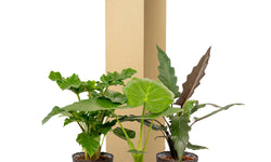 Set van 3 Alocasia's in mand - Low Rider, Macrorrhiza & Lauterbachiana