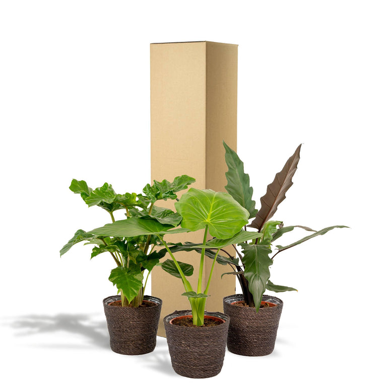 Set van 3 Alocasia's in mand - Low Rider, Macrorrhiza & Lauterbachiana