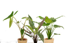 Set van 3 Alocasia's in mand - Zebrina, Cucullata & Lauterbachiana