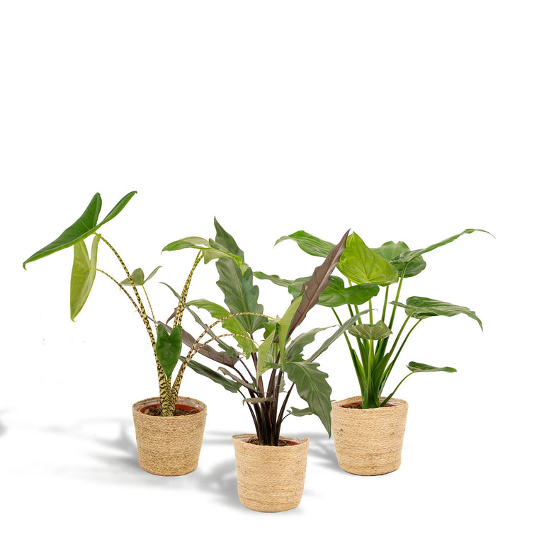 Set van 3 Alocasia's in mand - Zebrina, Cucullata & Lauterbachiana
