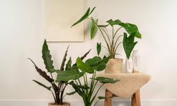 Set van 3 Alocasia's in mand - Zebrina, Cucullata & Lauterbachiana