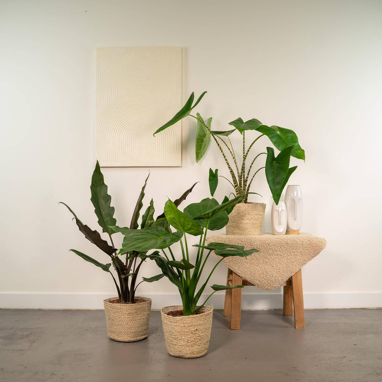 Set van 3 Alocasia's in mand - Zebrina, Cucullata & Lauterbachiana
