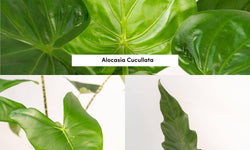 Set van 3 Alocasia's in mand - Zebrina, Cucullata & Lauterbachiana
