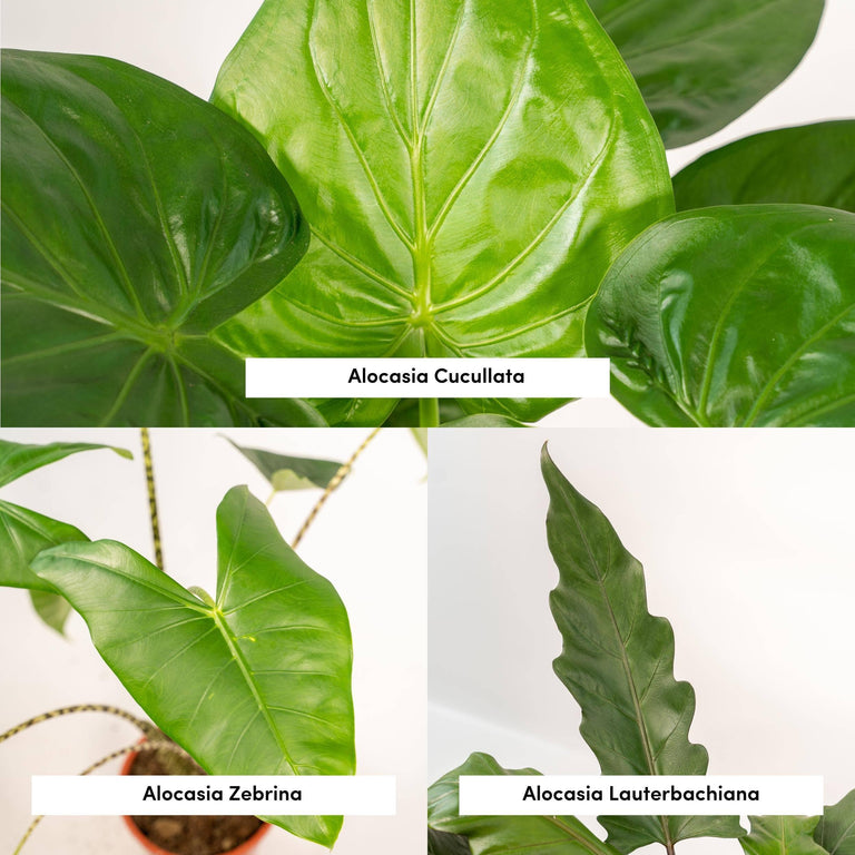 Set van 3 Alocasia's in mand - Zebrina, Cucullata & Lauterbachiana