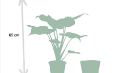 Set van 3 Alocasia's in mand - Zebrina, Cucullata & Lauterbachiana