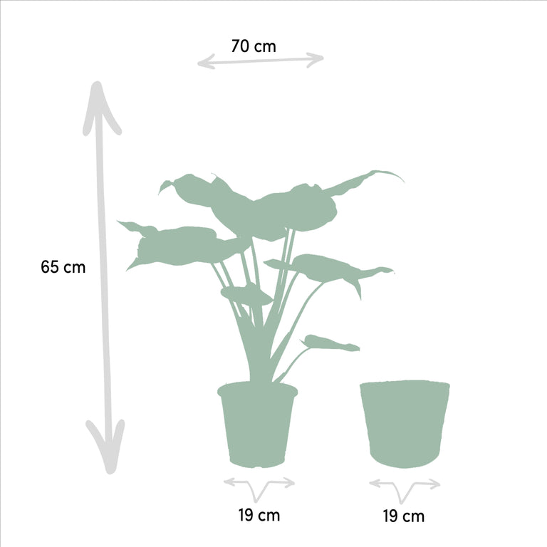 Set van 3 Alocasia's in mand - Zebrina, Cucullata & Lauterbachiana