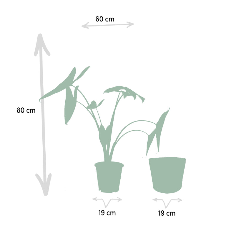 Set van 3 Alocasia's in mand - Zebrina, Cucullata & Lauterbachiana