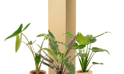 Set van 3 Alocasia's in mand - Zebrina, Cucullata & Lauterbachiana
