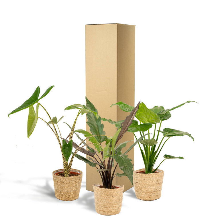 Set van 3 Alocasia's in mand - Zebrina, Cucullata & Lauterbachiana