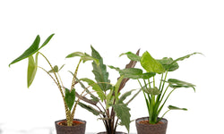 Set van 3 Alocasia's in mand - Zebrina, Cucullata & Lauterbachiana