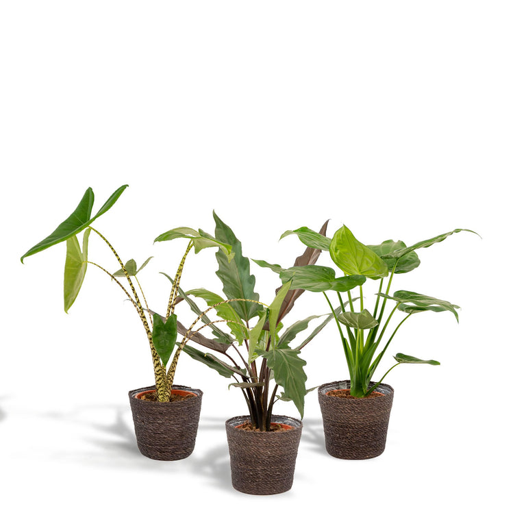 Set van 3 Alocasia's in mand - Zebrina, Cucullata & Lauterbachiana