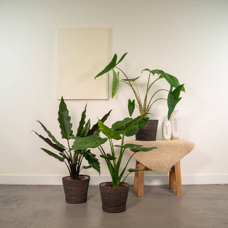 Set van 3 Alocasia's in mand - Zebrina, Cucullata & Lauterbachiana