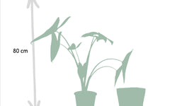 Set van 3 Alocasia's in mand - Zebrina, Cucullata & Lauterbachiana