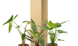 Set van 3 Alocasia's in mand - Zebrina, Cucullata & Lauterbachiana