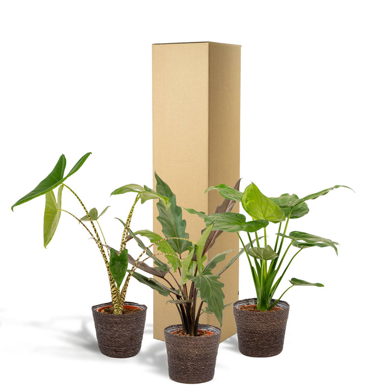 Set van 3 Alocasia's in mand - Zebrina, Cucullata & Lauterbachiana