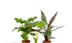 Set van 3 Alocasia's - Low Rider, Macrorrhiza & Lauterbachiana