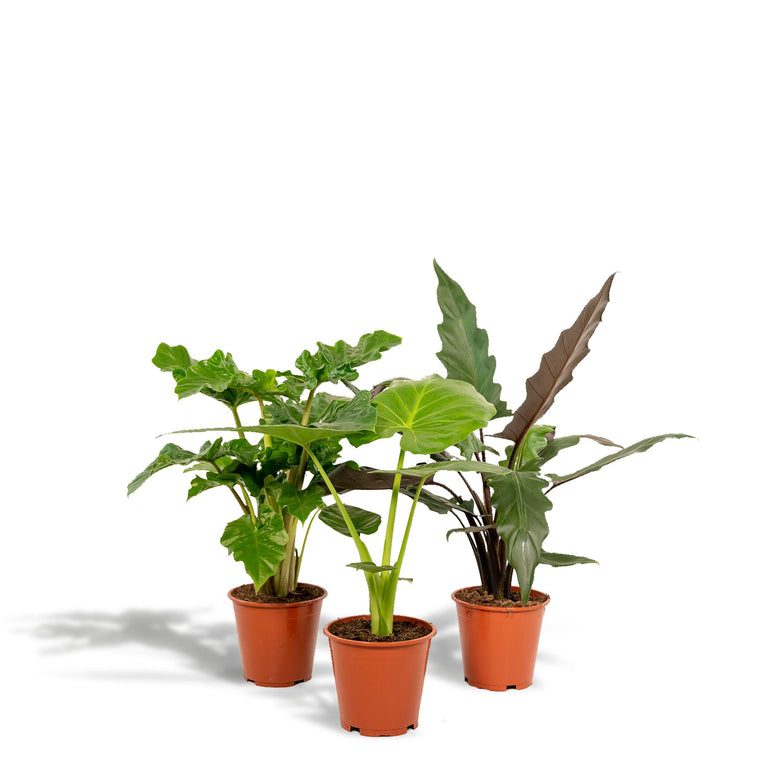 Set van 3 Alocasia's - Low Rider, Macrorrhiza & Lauterbachiana