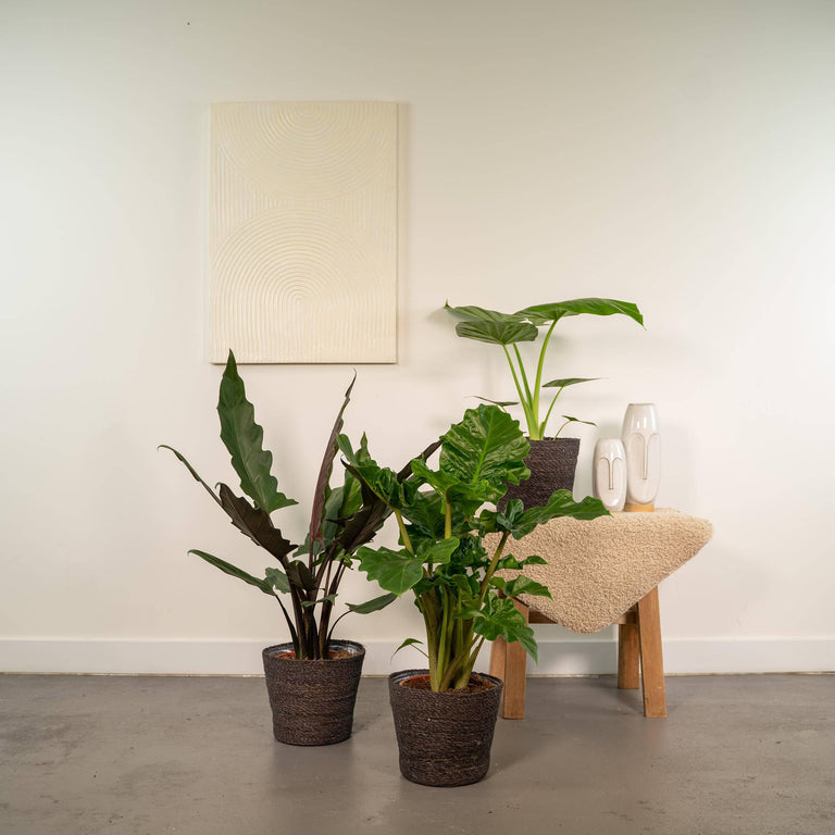 Set van 3 Alocasia's - Low Rider, Macrorrhiza & Lauterbachiana