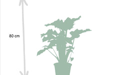 Set van 3 Alocasia's - Low Rider, Macrorrhiza & Lauterbachiana