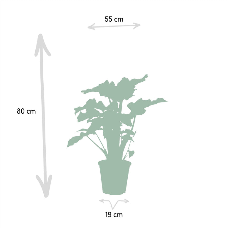 Set van 3 Alocasia's - Low Rider, Macrorrhiza & Lauterbachiana