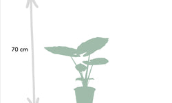 Set van 3 Alocasia's - Low Rider, Macrorrhiza & Lauterbachiana