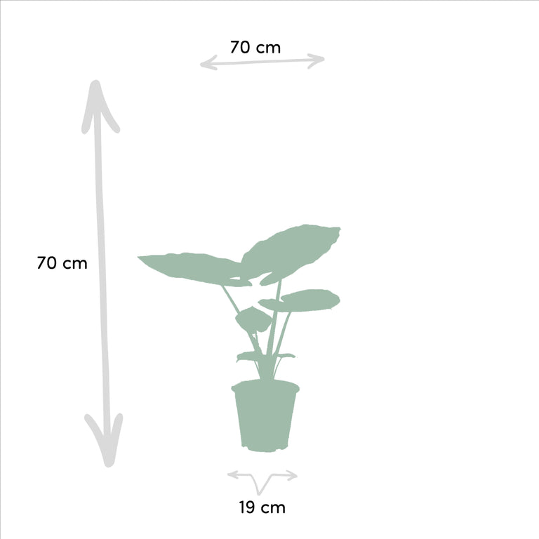 Set van 3 Alocasia's - Low Rider, Macrorrhiza & Lauterbachiana