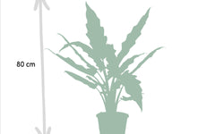Set van 3 Alocasia's - Low Rider, Macrorrhiza & Lauterbachiana
